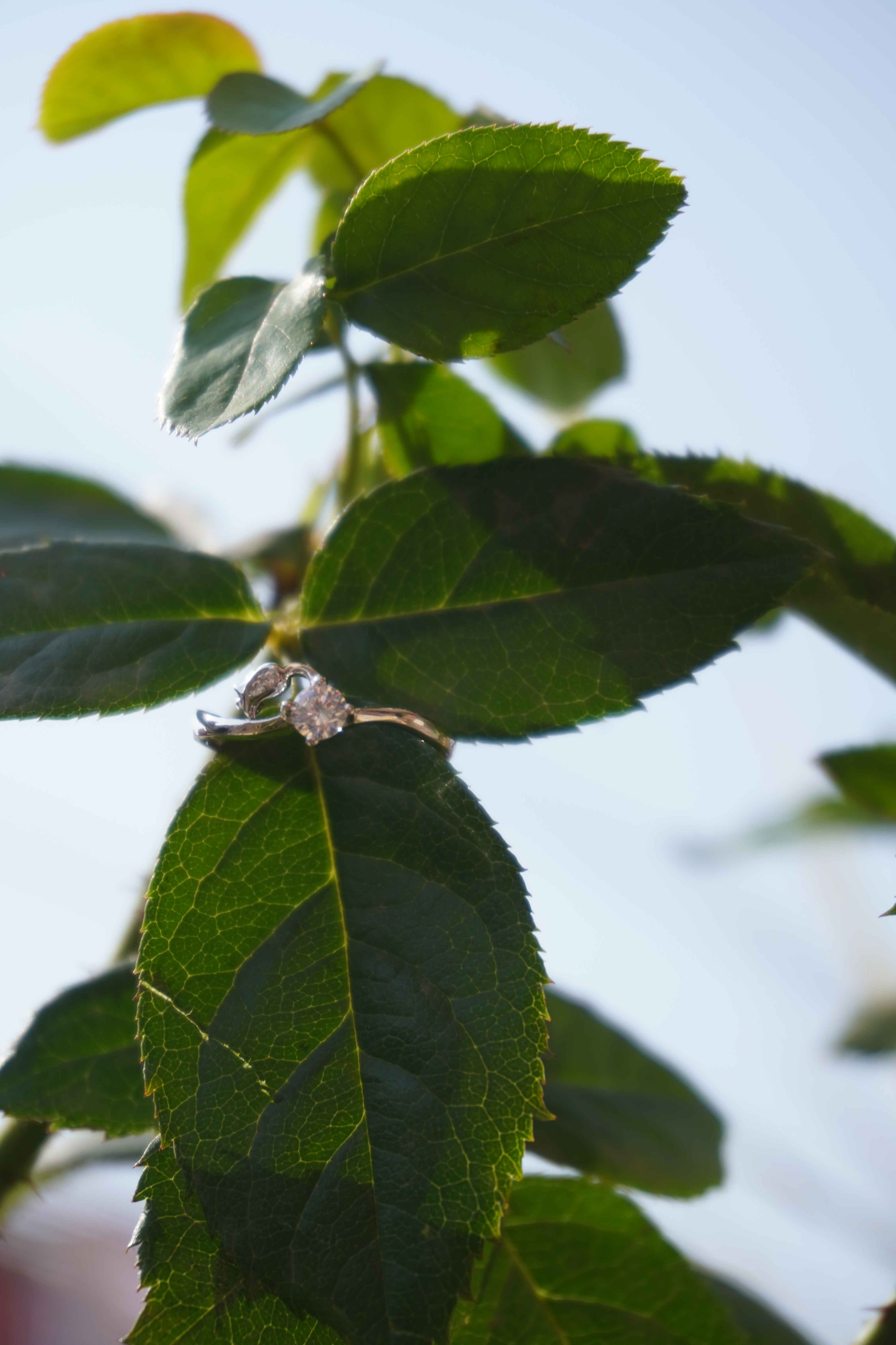 Ariva Silver Sustainability 