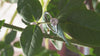 Ariva 925 rings 